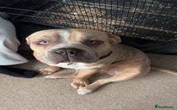 Mixed Breed dogs for sale: Koda for rehome  - Advert 2