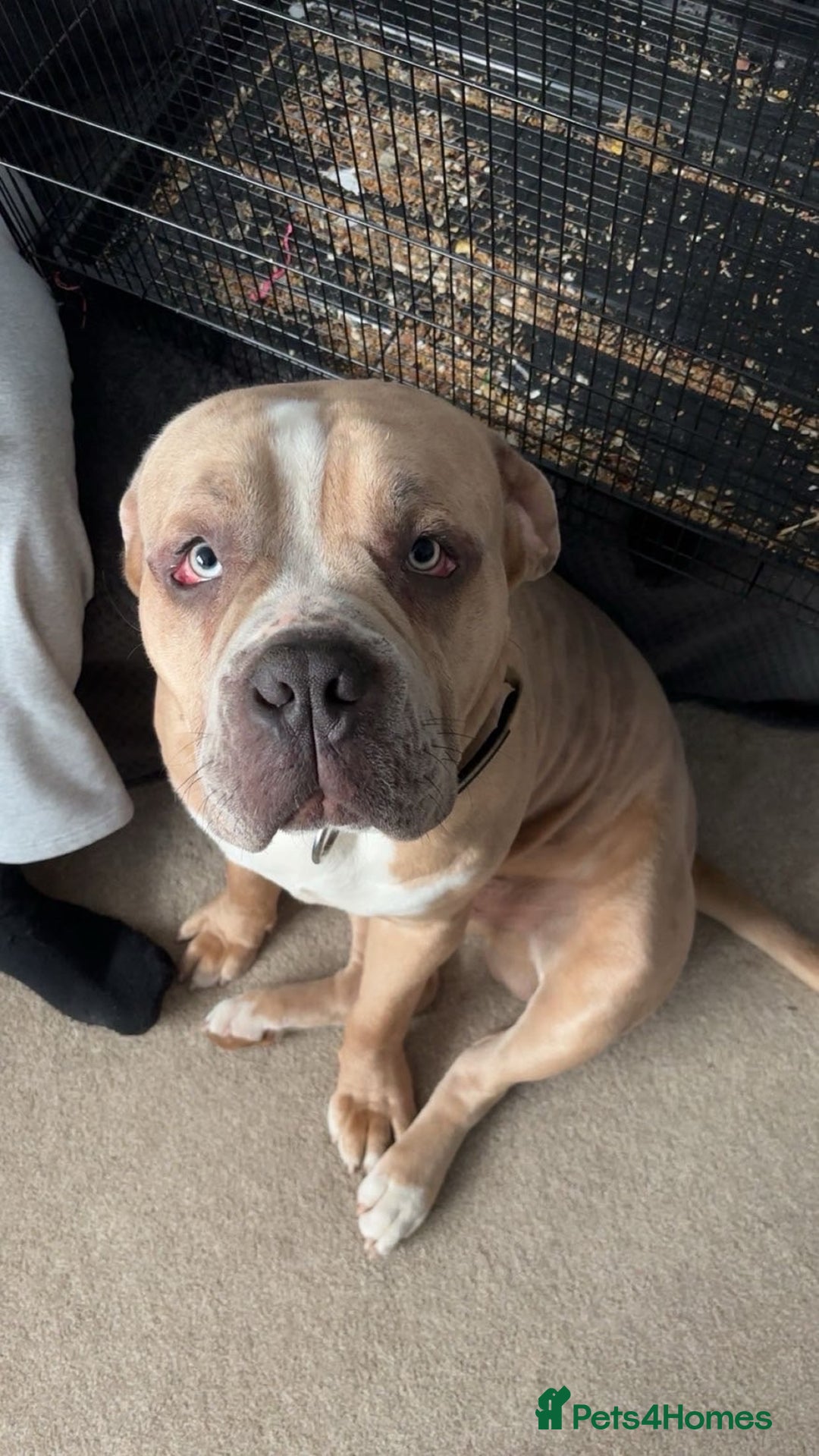 Mixed Breed dogs for sale: Koda for rehome  - Advert 2