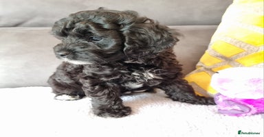 Cockapoo dogs - Advert 15