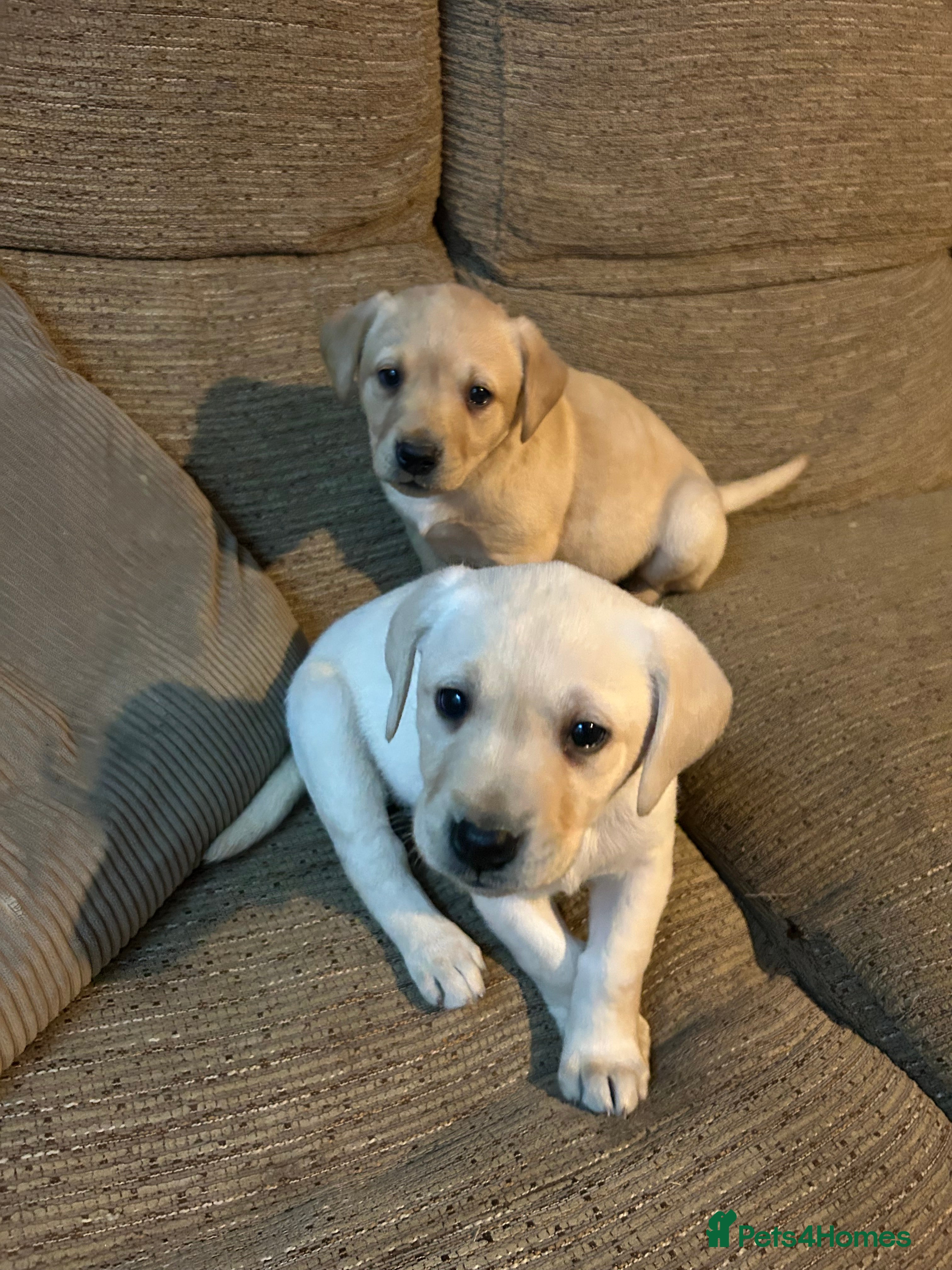 Labrador Retriever dogs Golden Labrador puppies 2 left - Advert 17