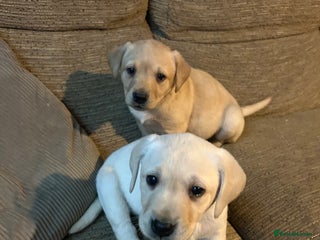 Labrador Retriever dogs Golden Labrador puppies 2 left - Advert 17