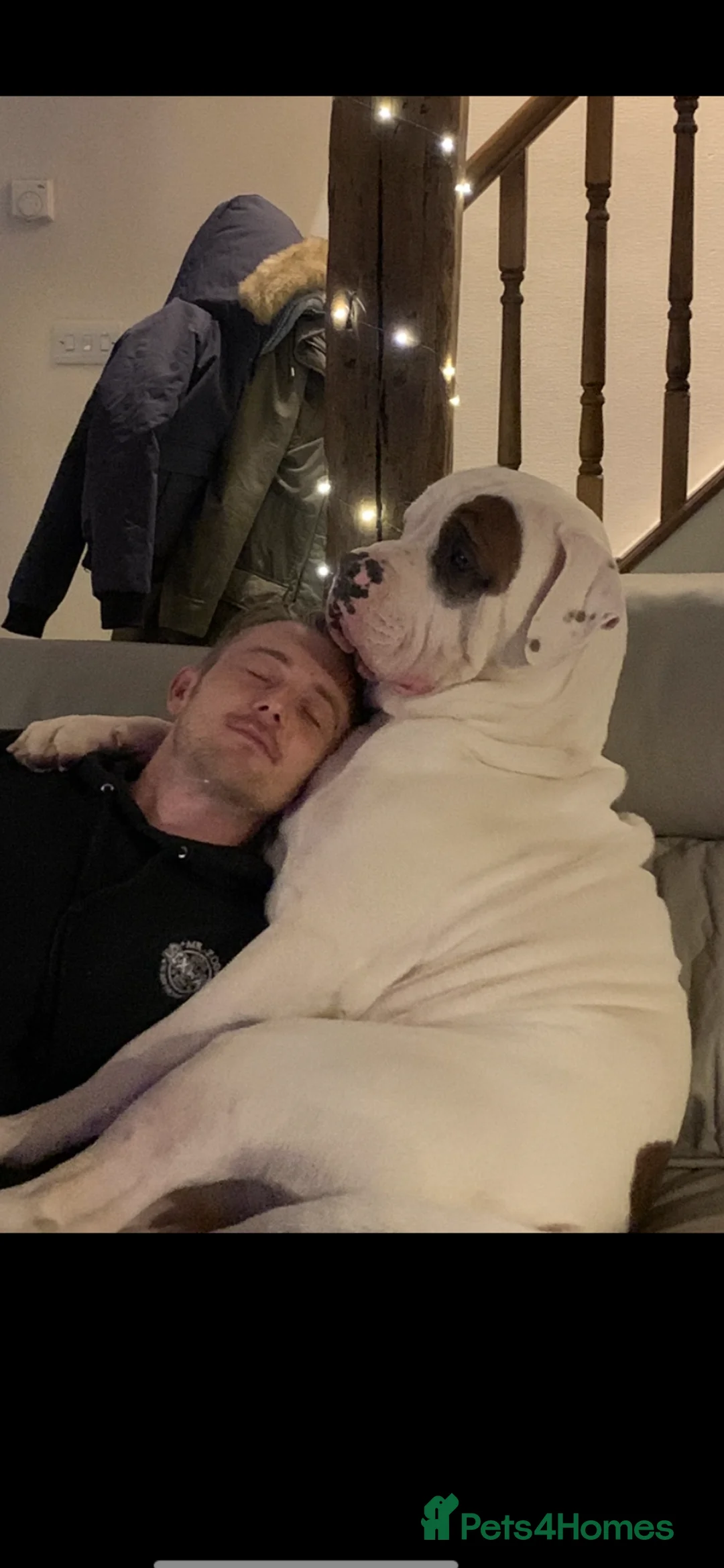 Mixed Breed dogs for sale: Cane corso x puppys in Halifax - Advert 15