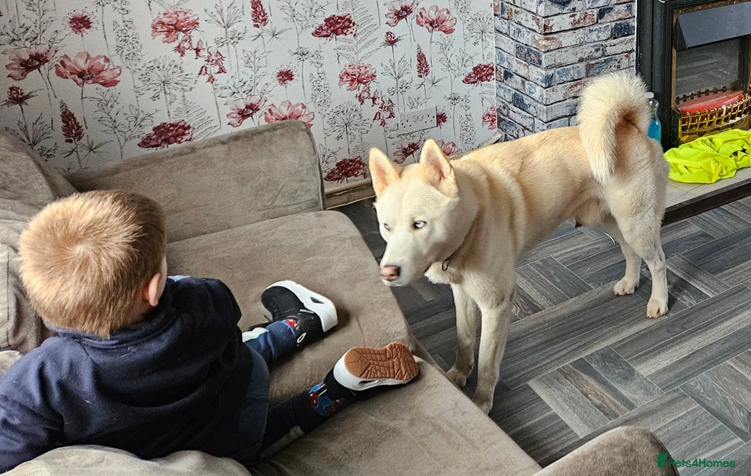 Huskita dogs for sale: 2year 3month male akita×husky looking for 5*home - Advert 4