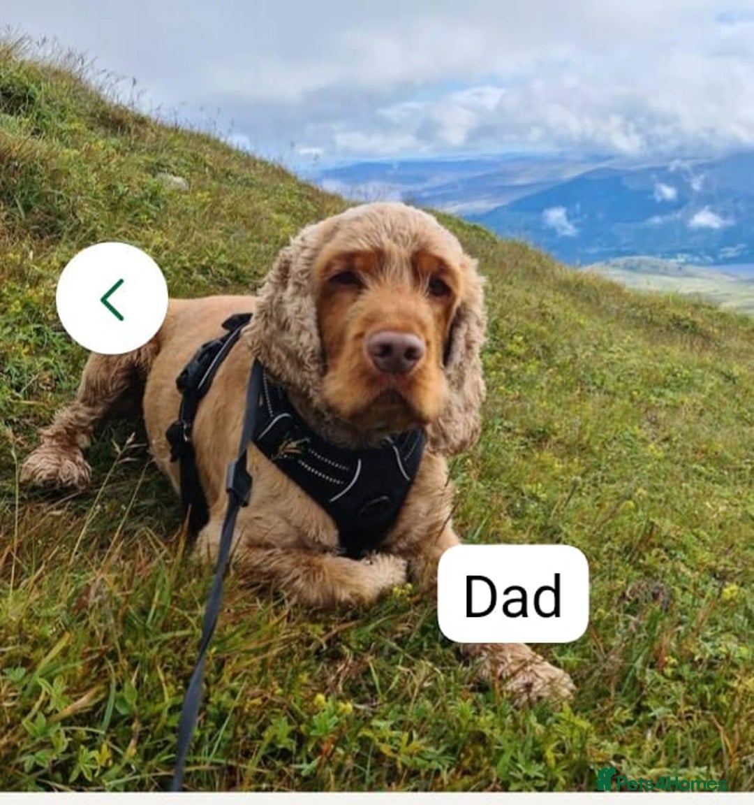 Cocker Spaniel dogs for sale: 🐾Pedigree Show cocker spaniel puppies🐾 - Image 23