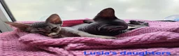 Devon Rex cats for sale: 💛 Devon Rex Kittens–2027 Litter Reservations 💛 - Advert 6