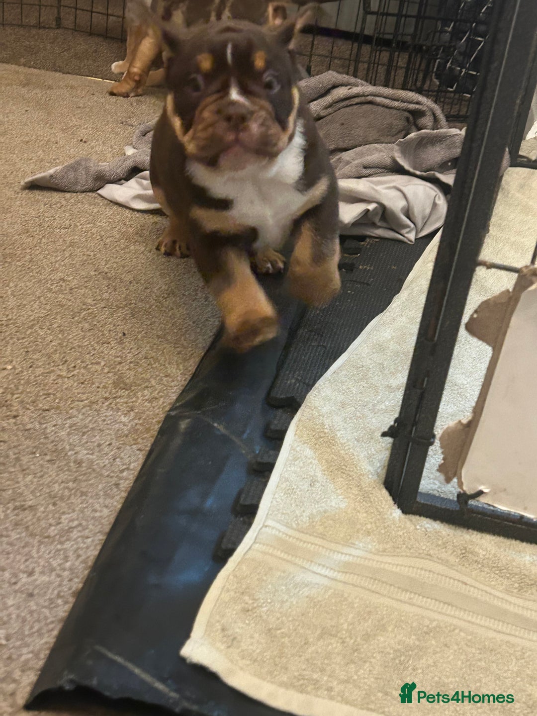 Olde English Bulldogge dogs for stud: 💥olde English bulldogge stud💥 in Rotherham - Image 36