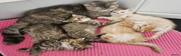 Scottish Fold cats for sale: Adorable Scottish Fold Straight Ear Tabby Kittens  - Advert 36