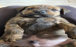 Mixed Breed dogs for sale: Mastiff x Rottweiler  - Image 15
