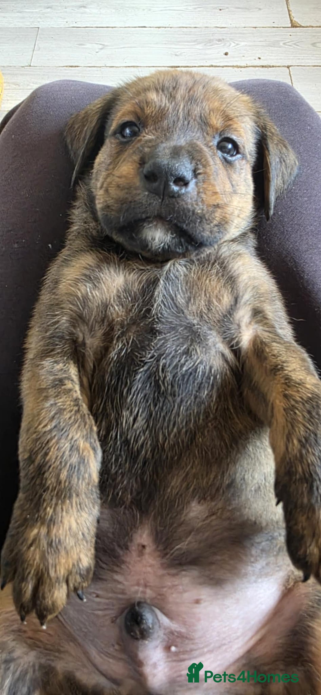Mixed Breed dogs for sale: Mastiff x Rottweiler  - Image 15