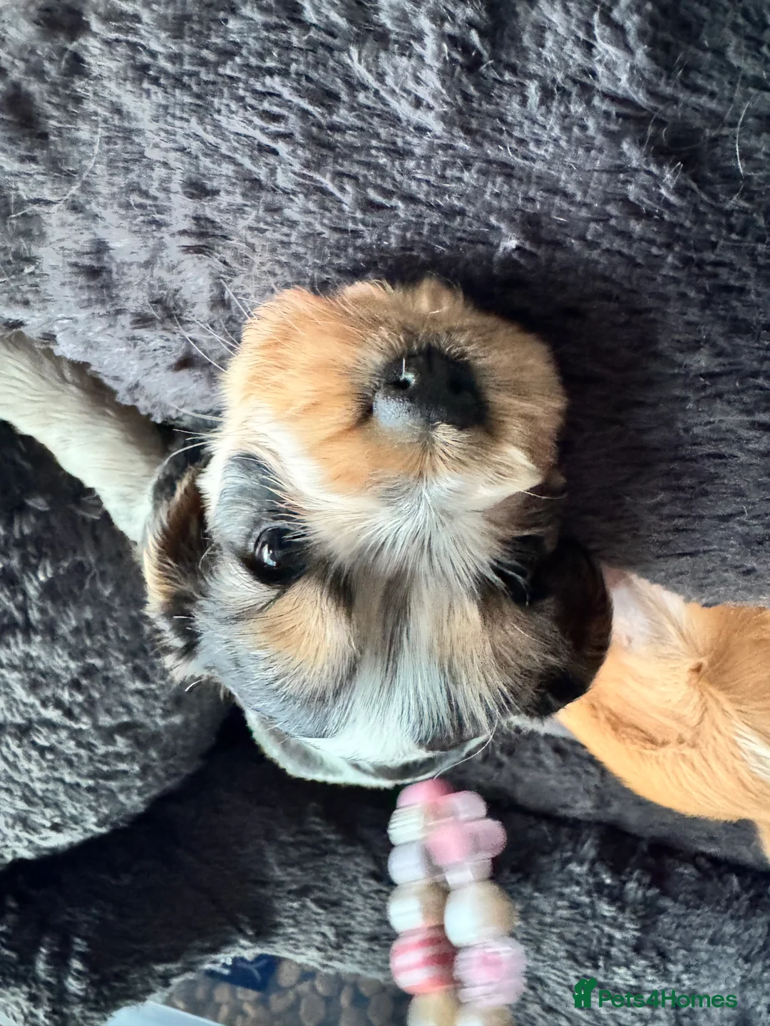 Mixed Breed dogs for sale: Cocker spaniel puppies - Advert 4