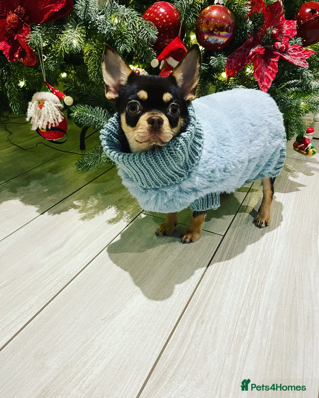 Chihuahua dogs for stud: STUNNING SMOOTH COAT CHIHUAHUA AVAILABLE AT STUD in Grays - Advert 4