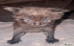 Mixed Breed cats for sale: 5 beautiful kittens mother part ragdoll - Image 16