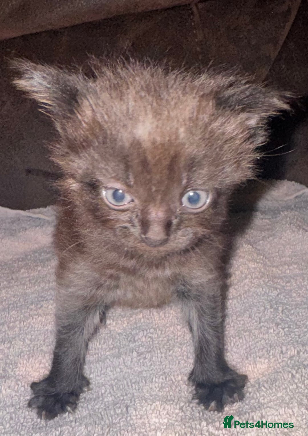 Mixed Breed cats for sale: 5 beautiful kittens mother part ragdoll - Image 16