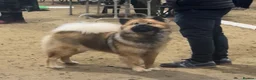 Eurasier dogs for sale: EXQUISPITZ Lovingly home reared Euraiser Puppies  - Advert 15