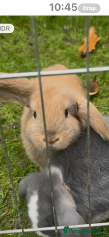 Mini Lop rabbits Mini Lops - Advert 15