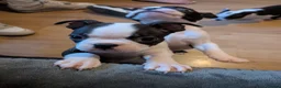 Boston Terrier dogs for sale: KC Registered Boston terrier puppies - Advert 5