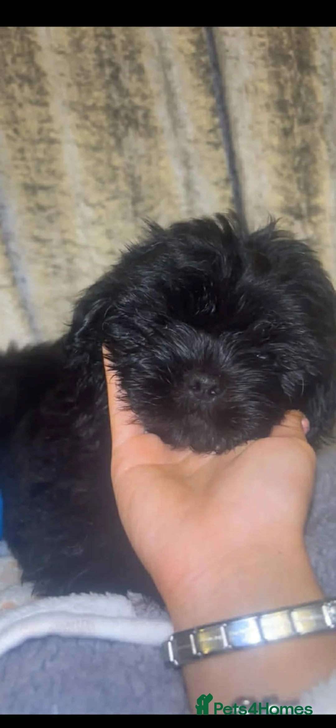 Shih Tzu dogs for sale: Shih Tzu Puppies For Sale - - Advert 26