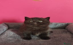 British Shorthair cats for sale: Stunning Teddy bear BSH kittens  GCCF  - Image 6