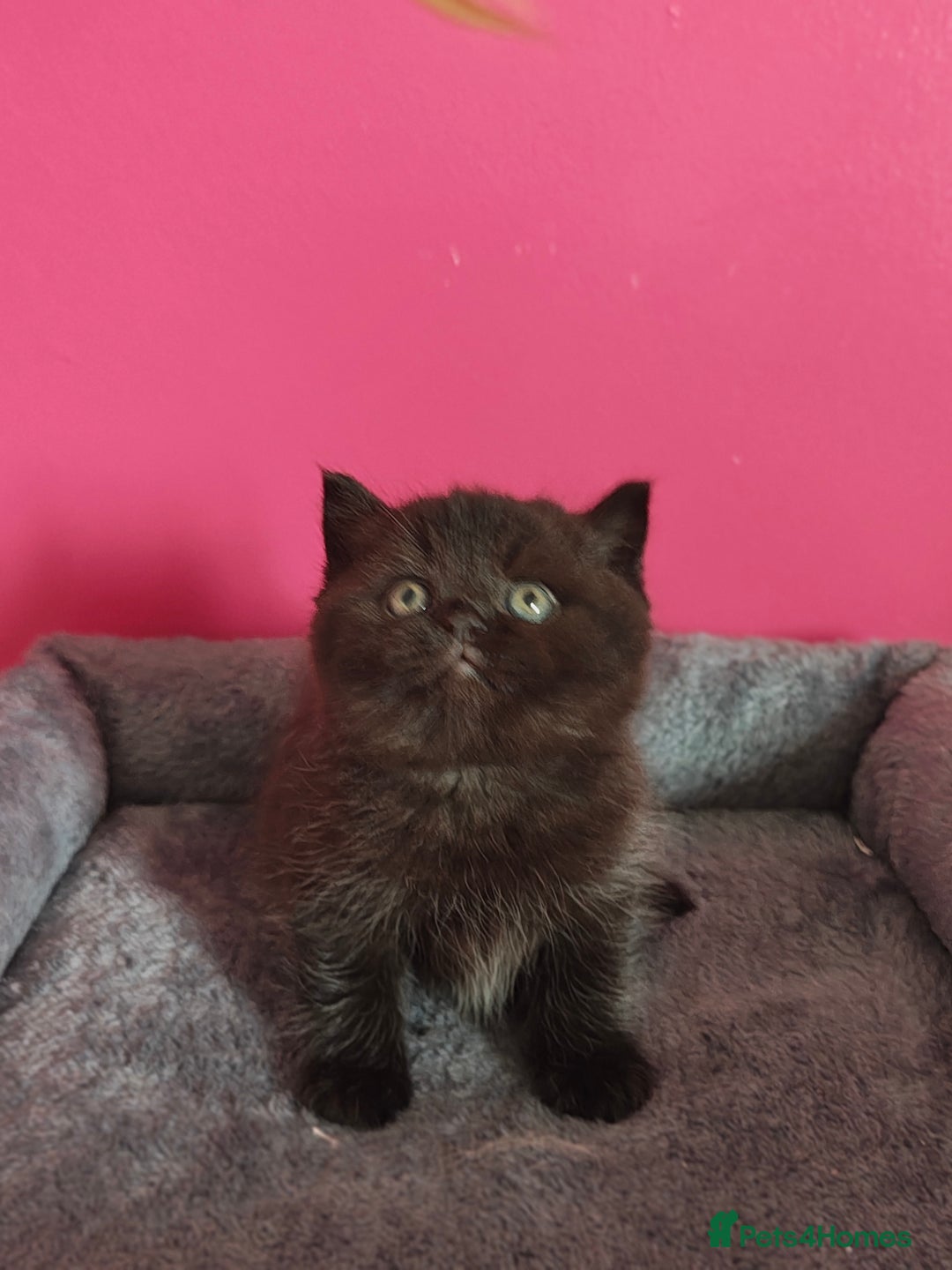 British Shorthair cats for sale: Stunning Teddy bear BSH kittens  GCCF  - Image 6