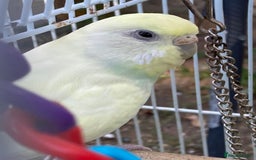 Budgerigars birds for sale: Young budgies for sale in Norbury - Image 4
