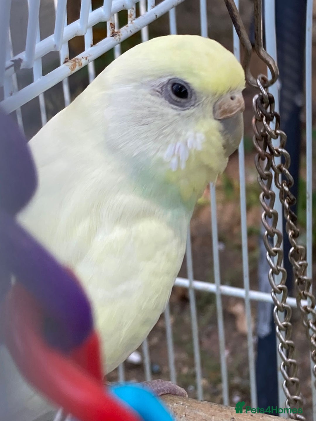 Budgerigars birds for sale: Young budgies for sale in Norbury - Image 4