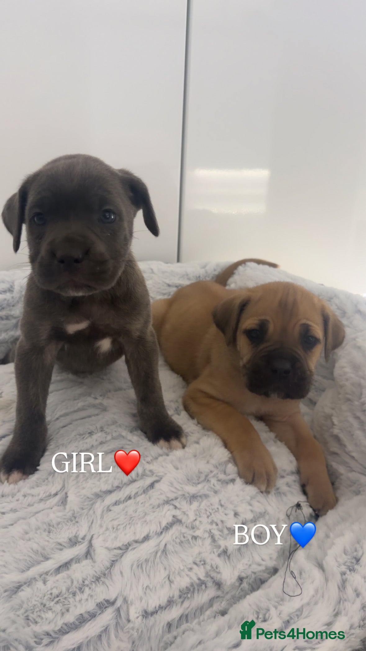 Cane Corso dogs Cane Corso Puppies 🐶  - Advert 2