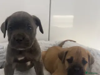 Cane Corso dogs Cane Corso Puppies 🐶 - Advert 2