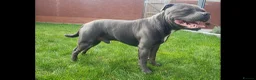 Staffordshire Bull Terrier dogs for stud: World-Class Blue Staffy stud-son of a Champion. in Wellingborough - Advert 9