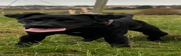 Patterdale Terrier dogs for sale: Patterdale terrier pups - Advert 13