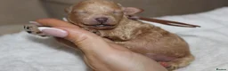 Poochon dogs for sale: F1 Poochon puppies Health Tested parents  - Advert 14