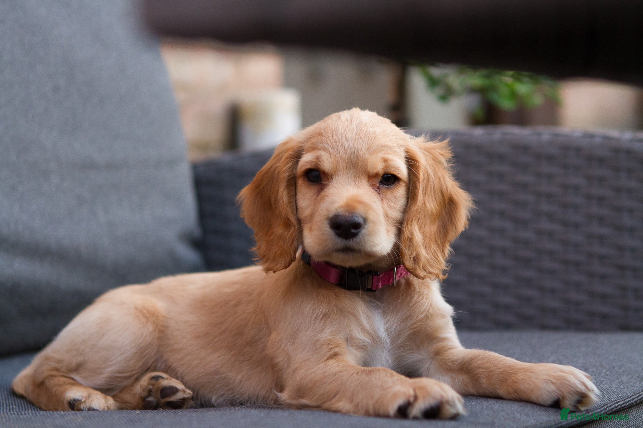 Cocker Spaniel dogs Working Cocker Spaniel Pups KC reg 1 girl left - Advert 1