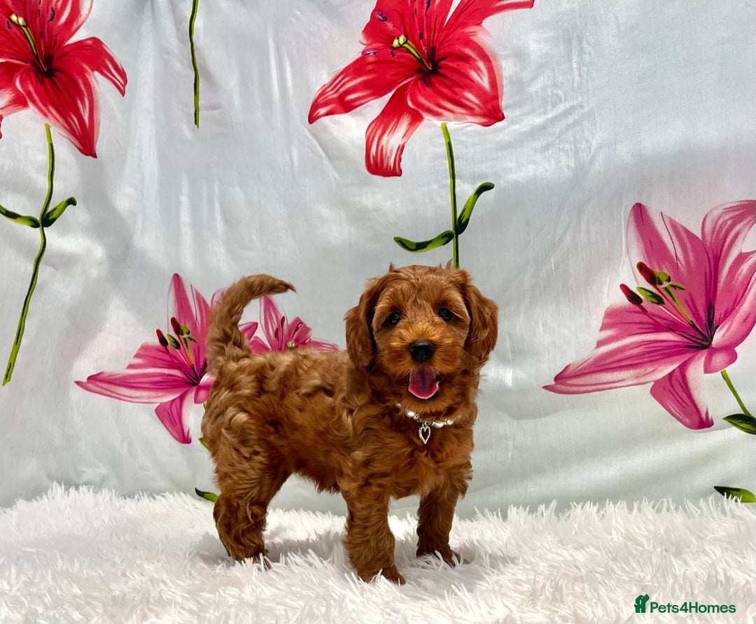 Miniature Poodle dogs for sale: ⭐️F2B Hypoallergenic DNA CLEAR Red Mini Cockapoos in Torquay - Image 1