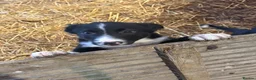 Border Collie dogs for sale: Border collie puppies in Bala - Advert 4