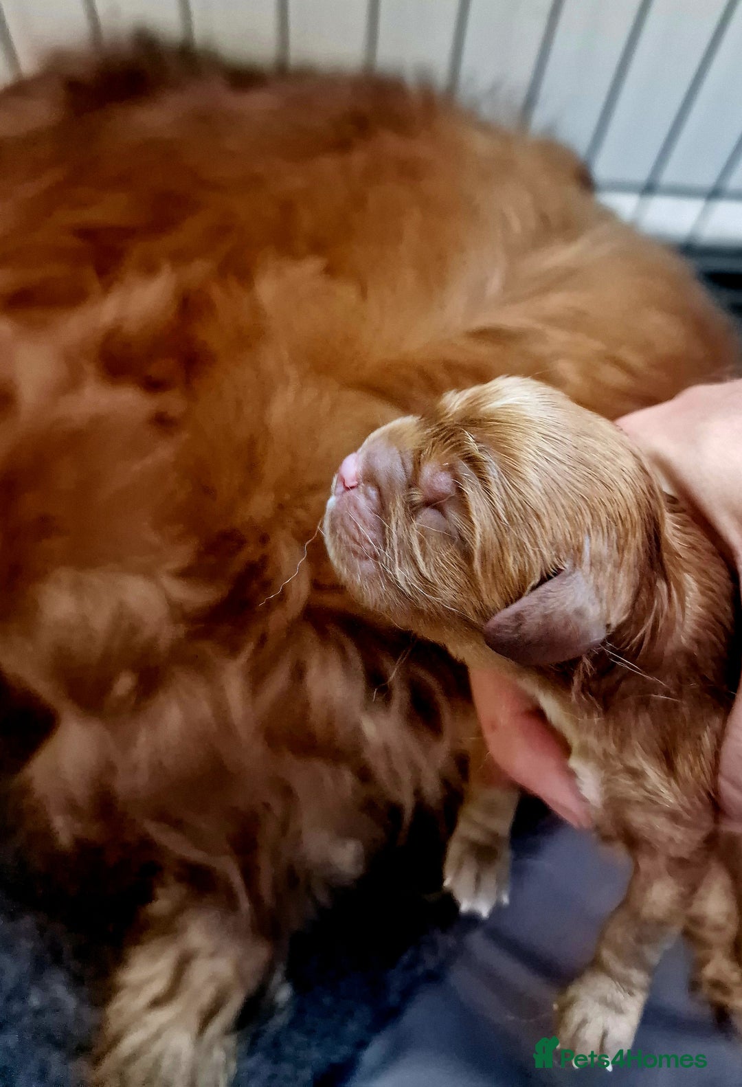 Cavalier King Charles Spaniel dogs for sale: Cavalier King Charles Boy - Ready this weekend  - Image 7