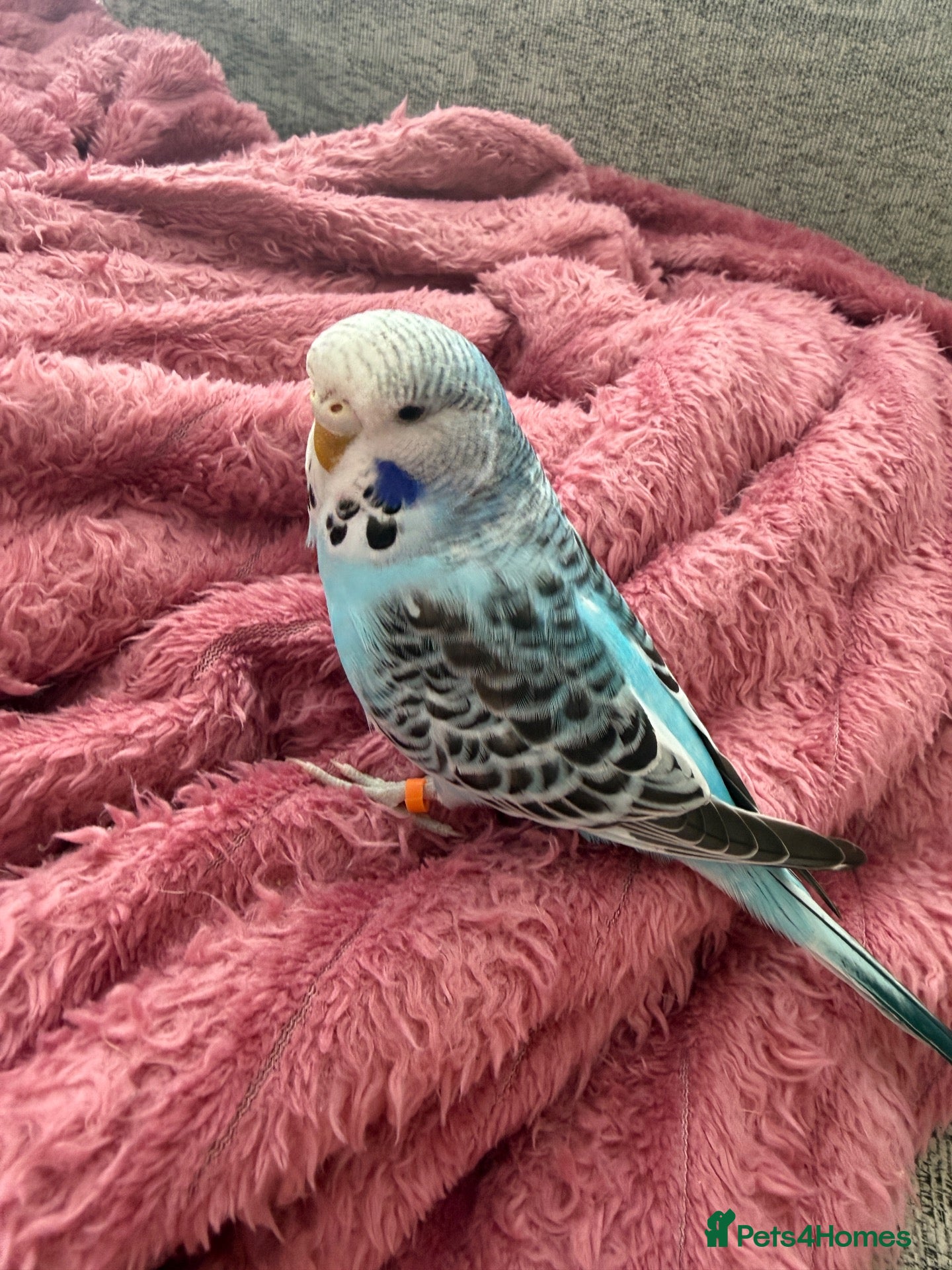 Budgerigars birds Female Budgie - Advert 18