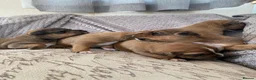 Lakeland Terrier dogs for sale: Lakey puppies - Advert 6