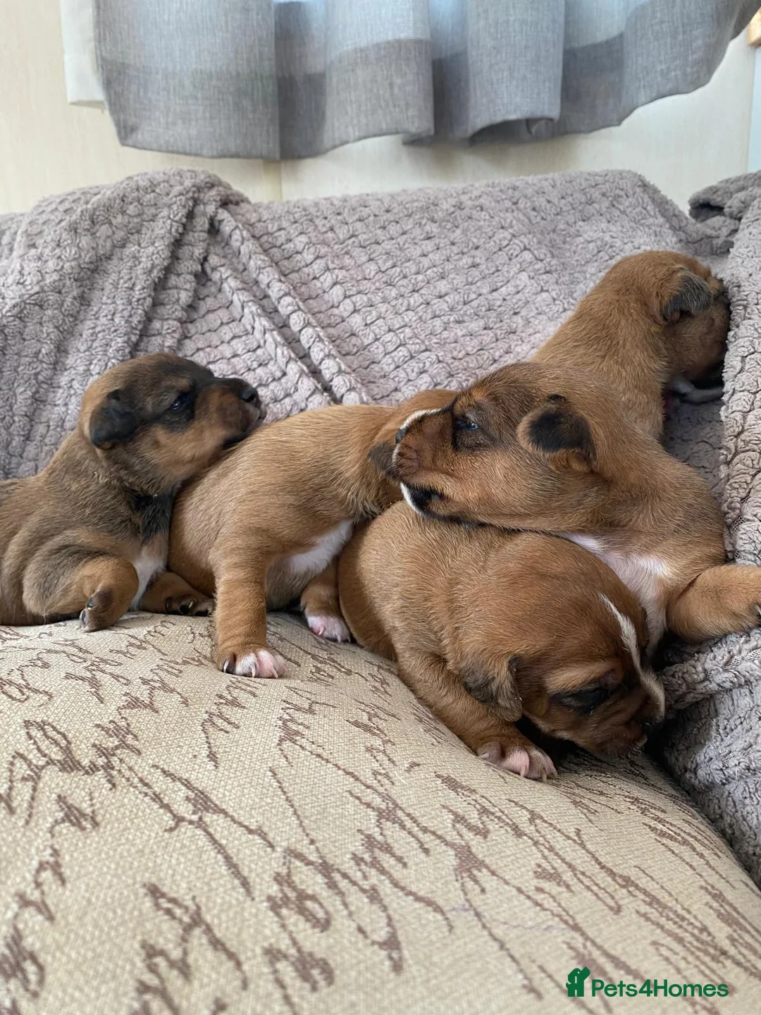 Lakeland Terrier dogs for sale: Lakey puppies - Advert 6