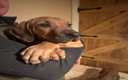 Rhodesian Ridgeback dogs for sale: Stunning Rhodisian Ridgeback Girls - Image 9