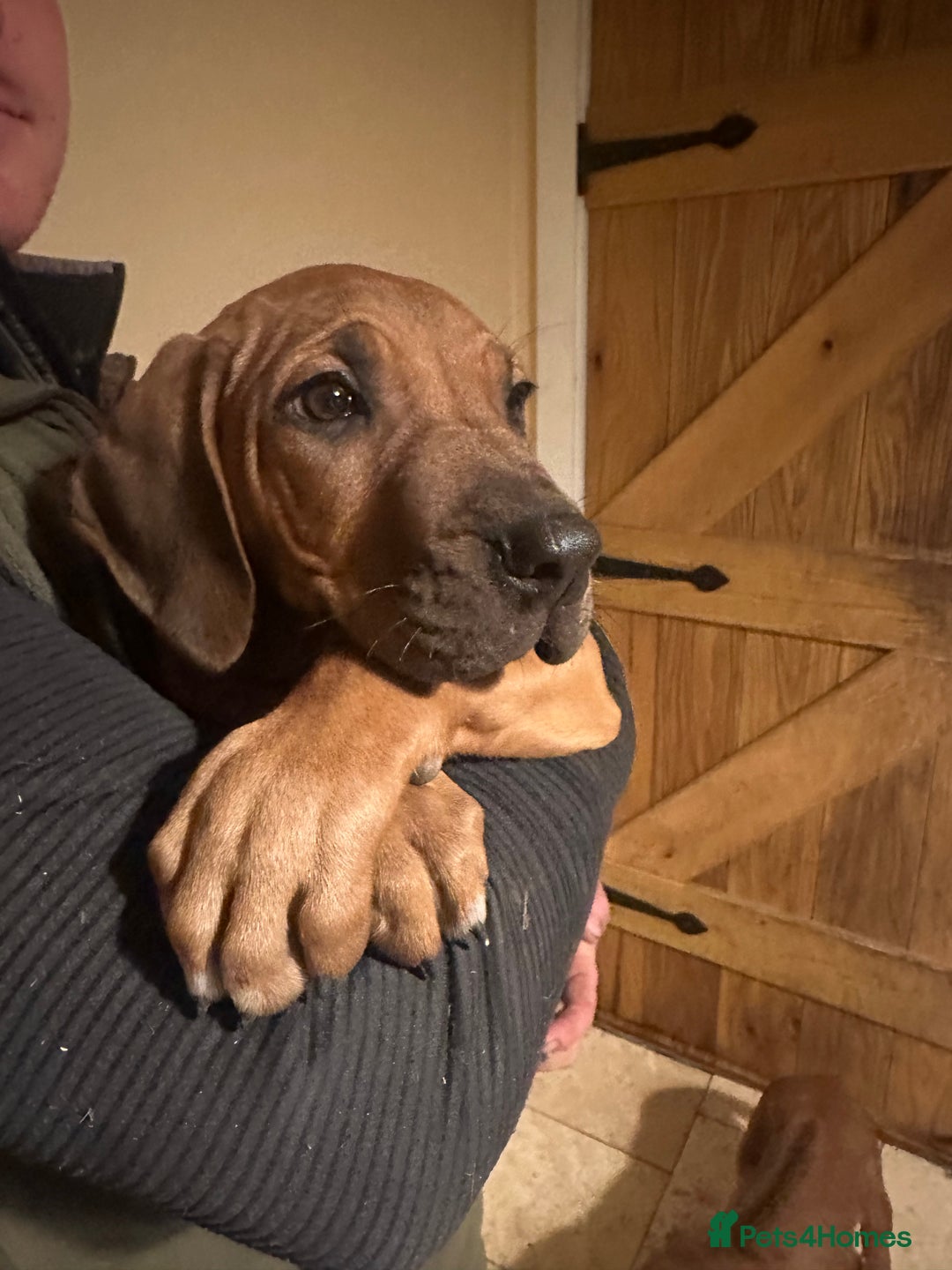 Rhodesian Ridgeback dogs for sale: Stunning Rhodisian Ridgeback Girls - Image 9