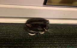 Mixed Breed cats for sale: Small adorable kittens for sale  - Image 5