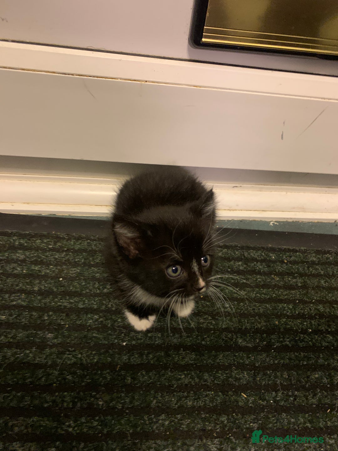Mixed Breed cats for sale: Small adorable kittens for sale  - Image 5