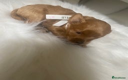 Maltipoo dogs for sale: 🌸Adorable Asian Maltipoo Puppy  - Image 15