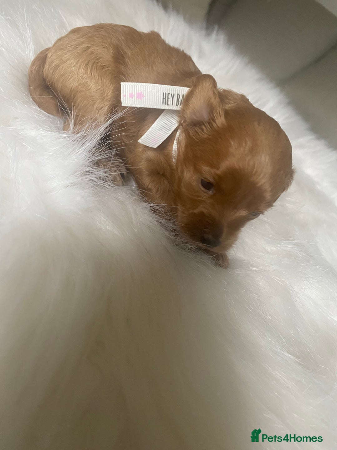 Maltipoo dogs for sale: 🌸Adorable Asian Maltipoo Puppy  - Image 15