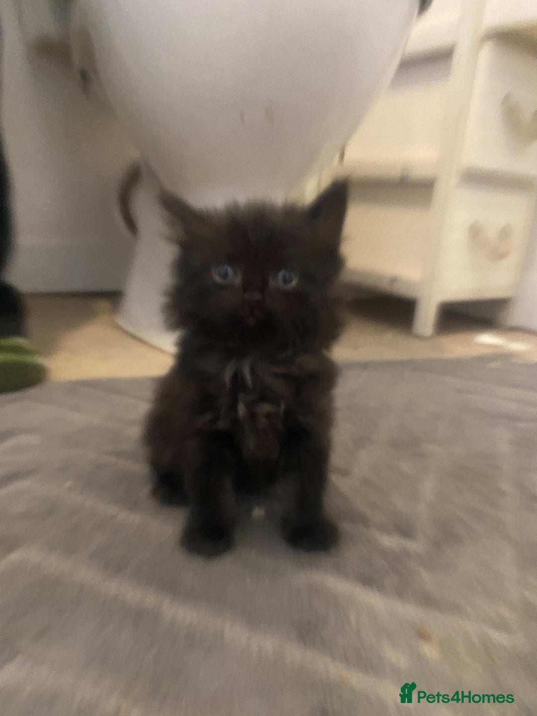 Mixed Breed cats for sale: 2 kittens male and female - Advert 17