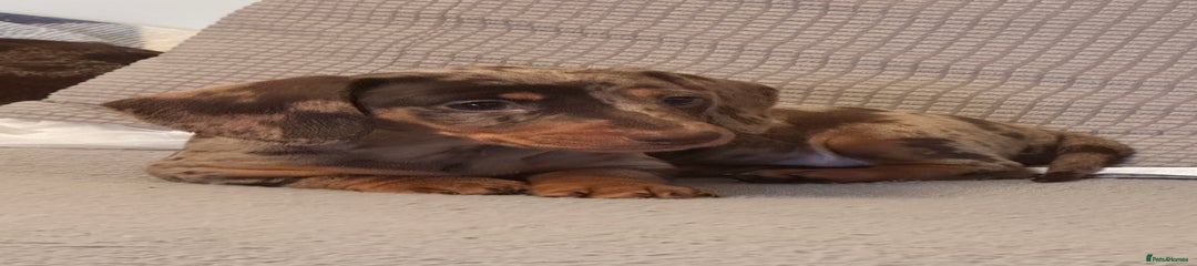 Miniature Dachshund Puppy 5