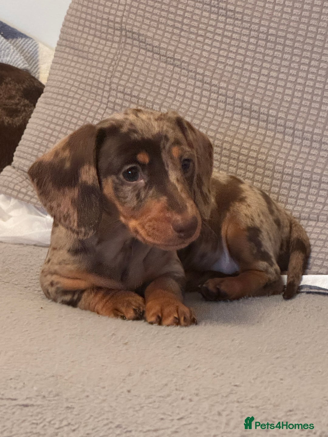 Miniature Dachshund dogs for sale: Miniature dachshund puppies  - Image 6