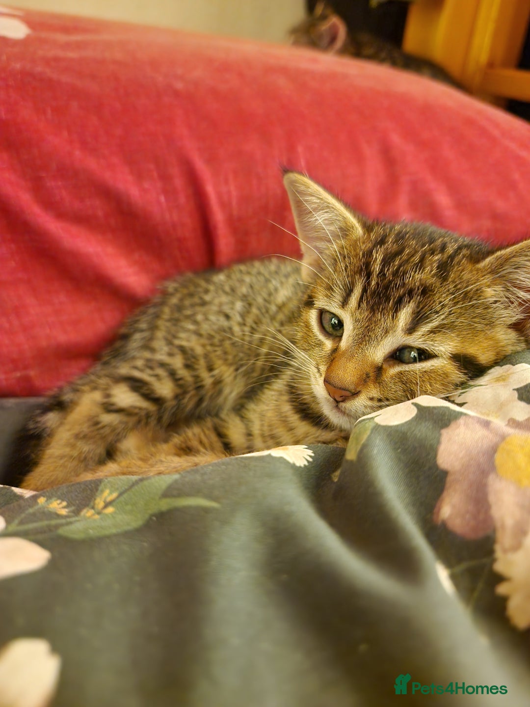 Domestic Shorthair cats for sale: 3 beatiful kittens for the price £200 altogether - Image 16