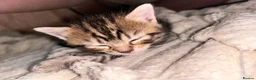 Mixed Breed cats for sale: Bengal mix kittens  - Advert 11