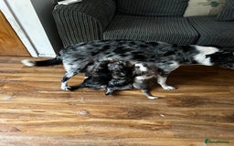 Mixed Breed dogs for sale: Blue Merle boarder collie crossed with a maltese - Image 10