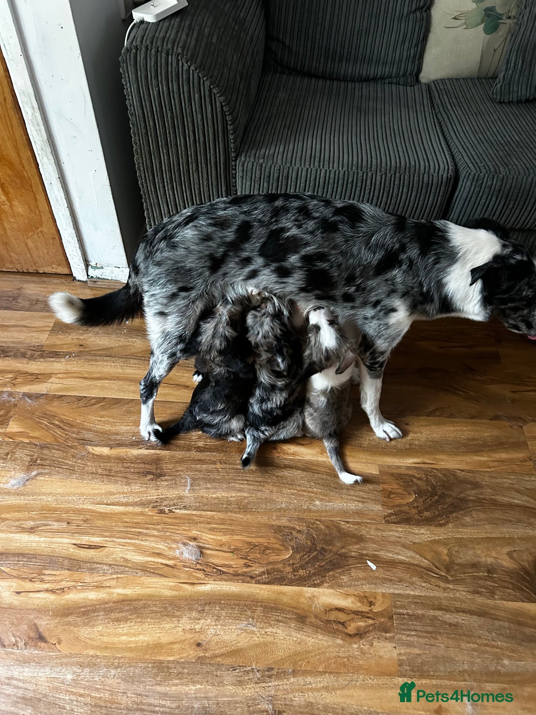 Mixed Breed dogs for sale: Blue Merle boarder collie crossed with a maltese - Image 10